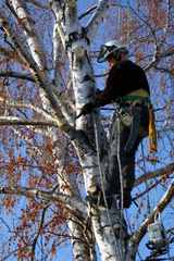 Melgar's Complete Tree Service & Landscaping, Forest City