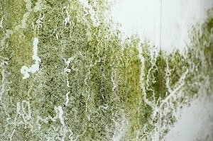  Profile Photos of Mold Remediation Pros 3620 Piedmont Rd NE Ste B 5019 - Photo 4 of 4