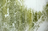 Mold Remediation Pros, Atlanta