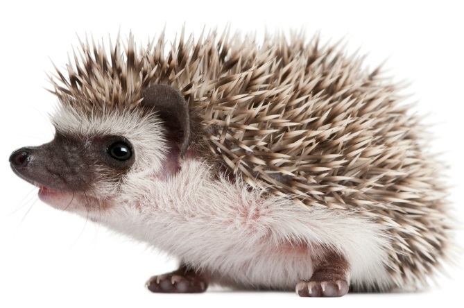  Profile Photos of SOS Wildlife Services - (747) 263-0726 Woodland Hills, CA, 91364 - Photo 1 of 1