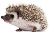 SOS Wildlife Services - (747) 263-0726, Woodland Hills
