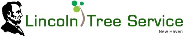  Profile Photos of Lincoln Tree Service 50 Fitch Street - Photo 1 of 4