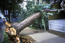  Profile Photos of Lincoln Tree Service 50 Fitch Street - Photo 2 of 4