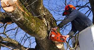  Profile Photos of Lincoln Tree Service 50 Fitch Street - Photo 3 of 4