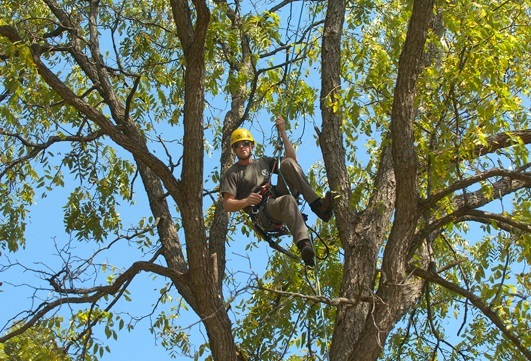  Profile Photos of Lincoln Tree Service 50 Fitch Street - Photo 4 of 4