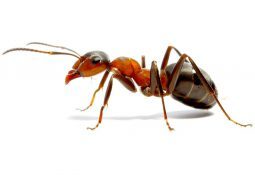  Pest Control  of North Essex Pest Control 143 High Road - Photo 14 of 15