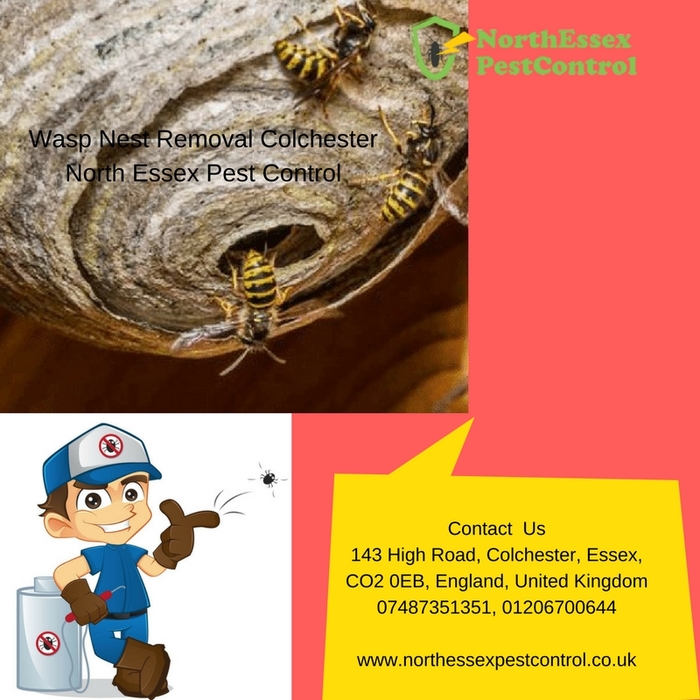  Pest Control Services of North Essex Pest Control 143 High Road - Photo 10 of 11