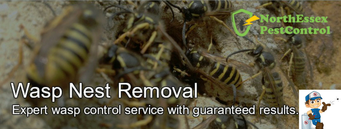  Pest Control Services of North Essex Pest Control 143 High Road - Photo 8 of 11