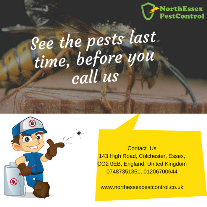  Pest Control Services of North Essex Pest Control 143 High Road - Photo 7 of 11