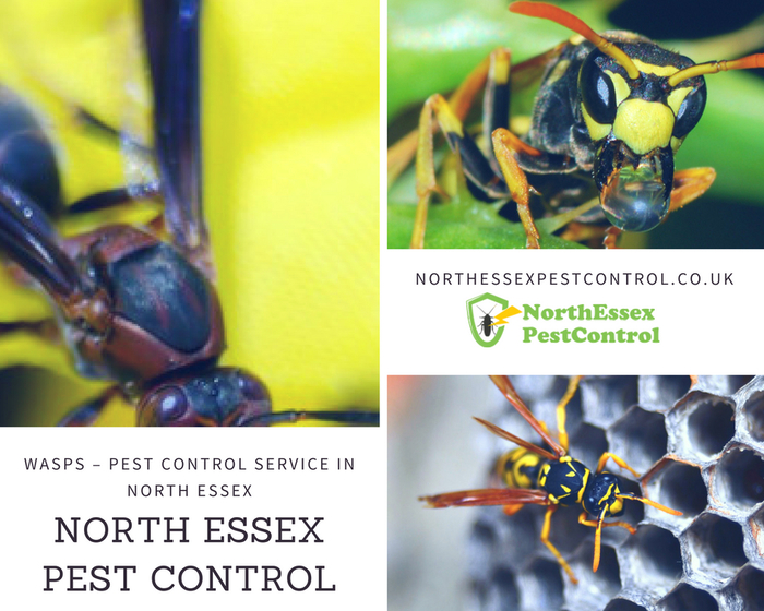  Pest Control Services of North Essex Pest Control 143 High Road - Photo 1 of 11