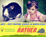  North Essex Pest Control 143 High Road 