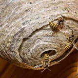 North Essex Pest Control, Essex