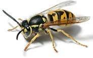  Profile Photos of Wasp Nest Removal London 73 Park Lane - Photo 1 of 14