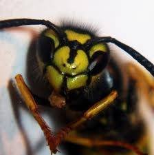  Profile Photos of Wasp Nest Removal London 73 Park Lane - Photo 2 of 14