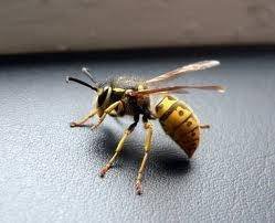  Profile Photos of Wasp Nest Removal London 73 Park Lane - Photo 4 of 14