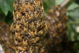 Profile Photos of Wasp Nest Removal London 73 Park Lane - Photo 5 of 14