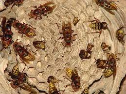  Profile Photos of Wasp Nest Removal London 73 Park Lane - Photo 9 of 14
