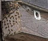  Profile Photos of Wasp Nest Removal London 73 Park Lane - Photo 10 of 14