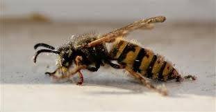  Profile Photos of Wasp Nest Removal London 73 Park Lane - Photo 11 of 14