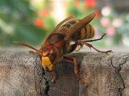  Profile Photos of Wasp Nest Removal London 73 Park Lane - Photo 12 of 14