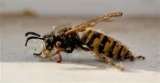 Wasp Nest Removal London, Croydon