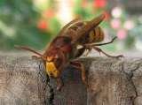 Wasp Nest Removal London, Croydon
