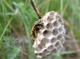 Wasp Nest Removal London, Croydon