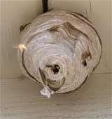 Wasp Nest Removal London, Croydon