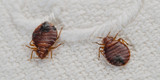 Bed Bug Control Dallas, Frisco