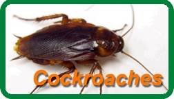  Profile Photos of Insight Pest Solutions 4201 Stuart Andrew Blvd Suite G - Photo 1 of 7
