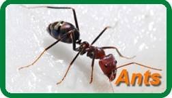  Profile Photos of Insight Pest Solutions 4201 Stuart Andrew Blvd Suite G - Photo 2 of 7