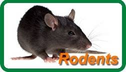  Profile Photos of Insight Pest Solutions 4201 Stuart Andrew Blvd Suite G - Photo 3 of 7