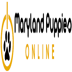  Profile Photos of Maryland Puppies Online 227 Gateway Dr. D - Photo 1 of 1