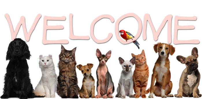  Profile Photos of Get the best Veterinary in London 496 Hornsey Road - Photo 1 of 1