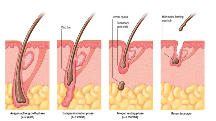 Hair Transplant Clinic of Adron Cosmetic Surgery | Hair Transplant Ahmedabad 1st floor A-wing gold coin ,, opposite jodhpur BRTS stand, Satellite Road, Satellite - Photo 8 of 8