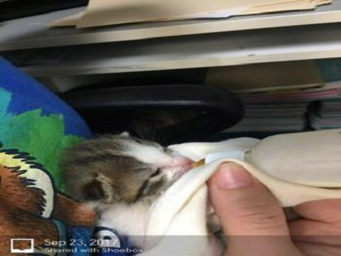  New Album of Baycrest Animal Clinic 5819 Memorial Highway - Photo 4 of 4