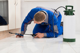 Melbourne pest control services, Natural Pest Solutions, Berwick