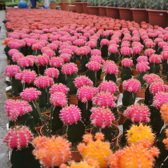  New Album of Flamingo Road Nursery 1655 S Flamingo Rd - Photo 3 of 4