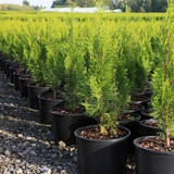 Flamingo Road Nursery, Davie