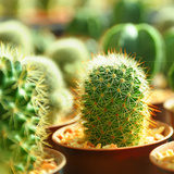 Flamingo Road Nursery, Davie