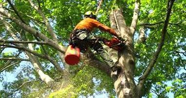  New Album of Detroit Tree Service 20501 Livernois Ave Unit 211162 - Photo 1 of 7