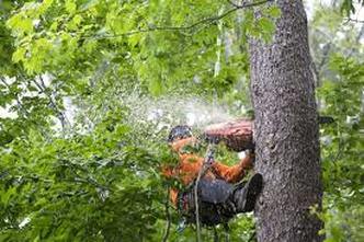  New Album of Detroit Tree Service 20501 Livernois Ave Unit 211162 - Photo 2 of 7