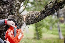  New Album of Detroit Tree Service 20501 Livernois Ave Unit 211162 - Photo 5 of 7