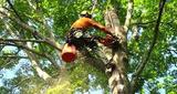  Detroit Tree Service 20501 Livernois Ave Unit 211162 