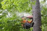  Detroit Tree Service 20501 Livernois Ave Unit 211162 