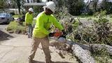 Detroit Tree Service, Detroit