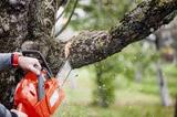 Detroit Tree Service, Detroit