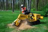 Detroit Tree Service, Detroit