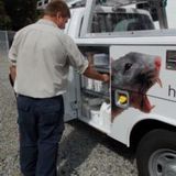Hall's Pest Control Inc., North Versailles