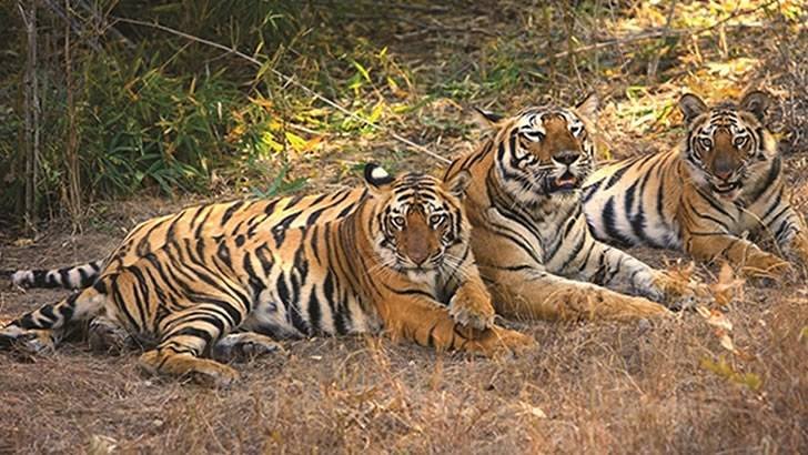  Pricelists of Golden Triangle with Ranthambore Tour 306, Ocean Complex, Sector-18, Noida - 201301, India - Photo 1 of 1